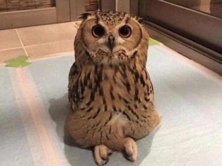 “Owls can sit cross-legged.”