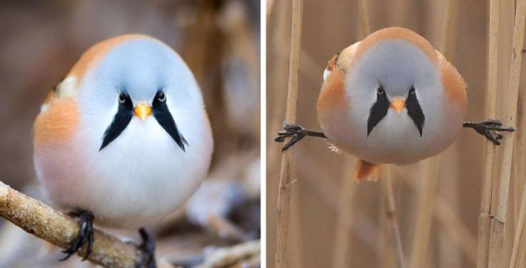 “This Bearded Reedling that can do a perfect split.”