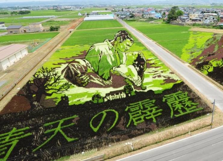 “Farmers from Inakadate, a Japanese village, create rice field paintings using different kinds of rice.”