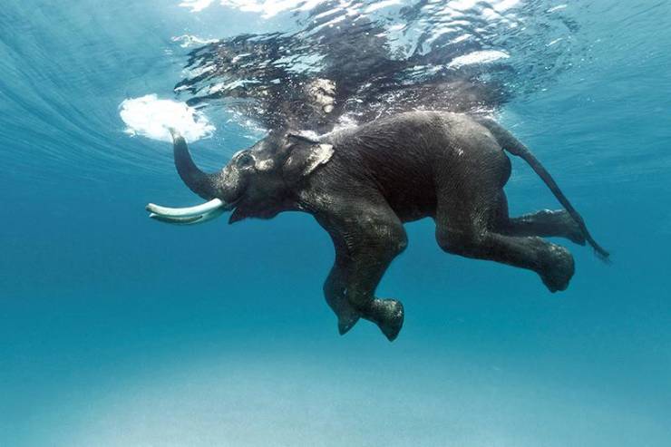 “Elephants are excellent swimmers and often use their trunks as a snorkel.”