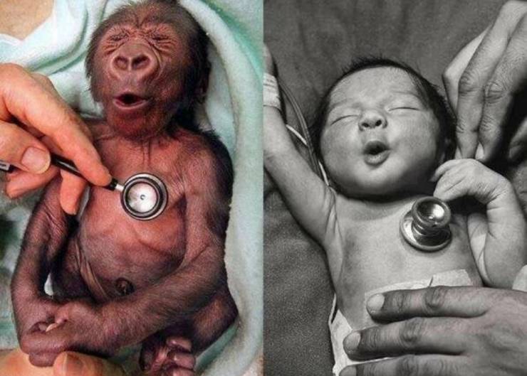 “Baby gorilla and baby human reacting to a cold stethoscope.”