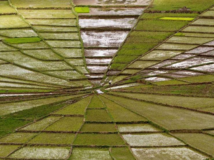 “Spiderweb rice fields in Indonesia.”