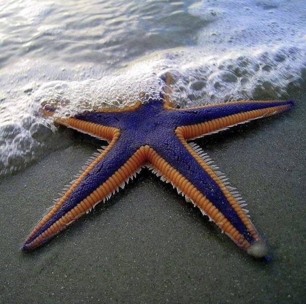 “A beautiful starfish.”