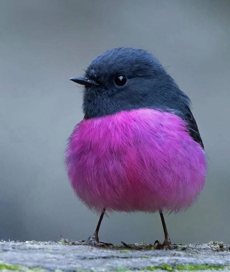 The Pink Robin, a small (and adorable) passerine bird native to the forests of Southeastern Australia