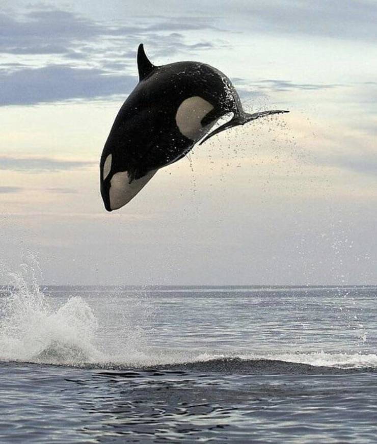 “Just learnt that this 8-ton creature (Orca) can leap at-least 15 ft into the air.”