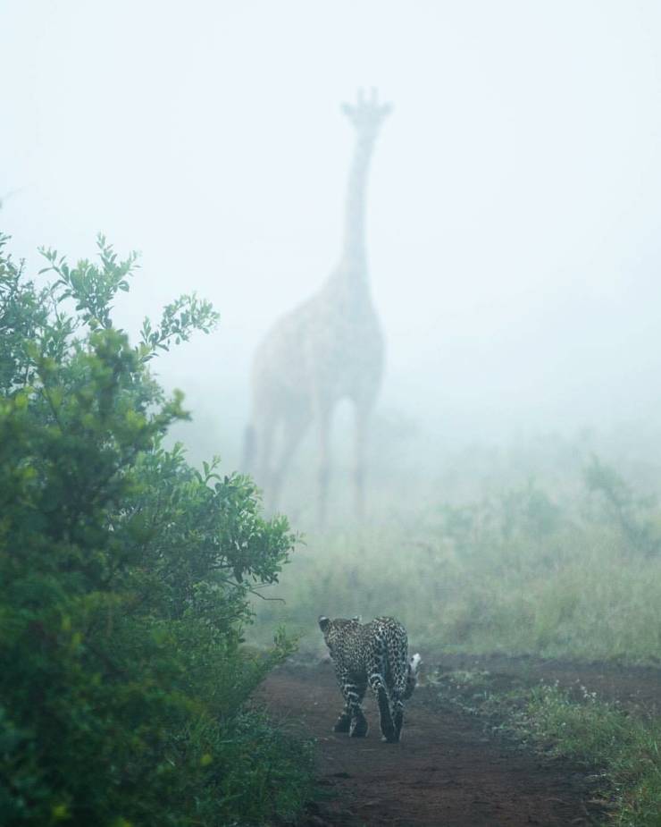 “Giant in the fog.”