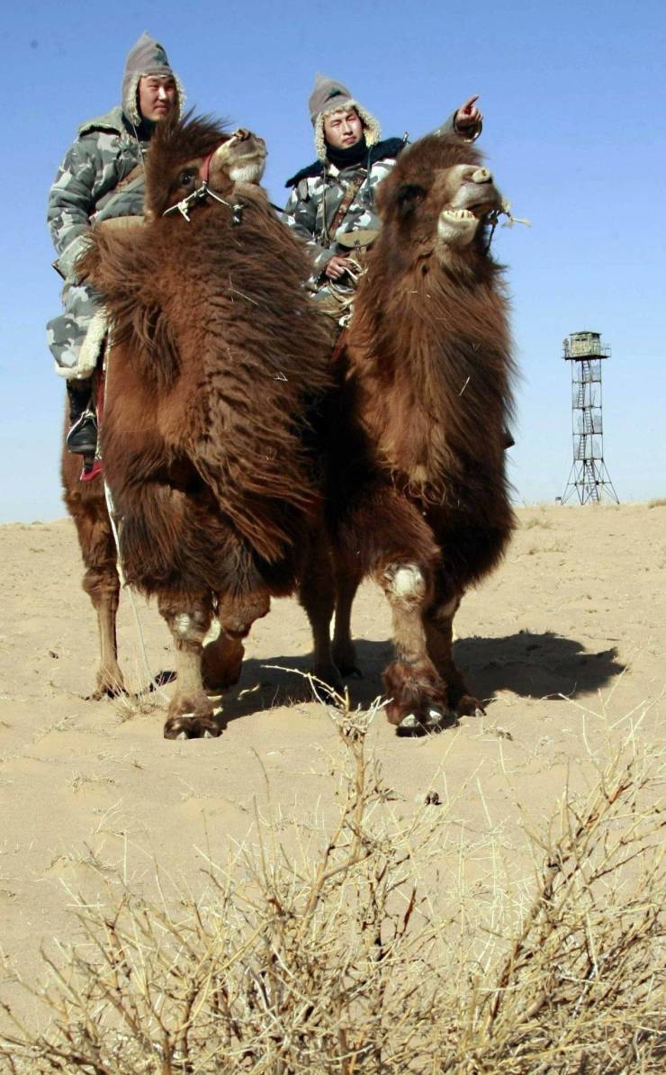 “Mongolian border guards riding on camels.”