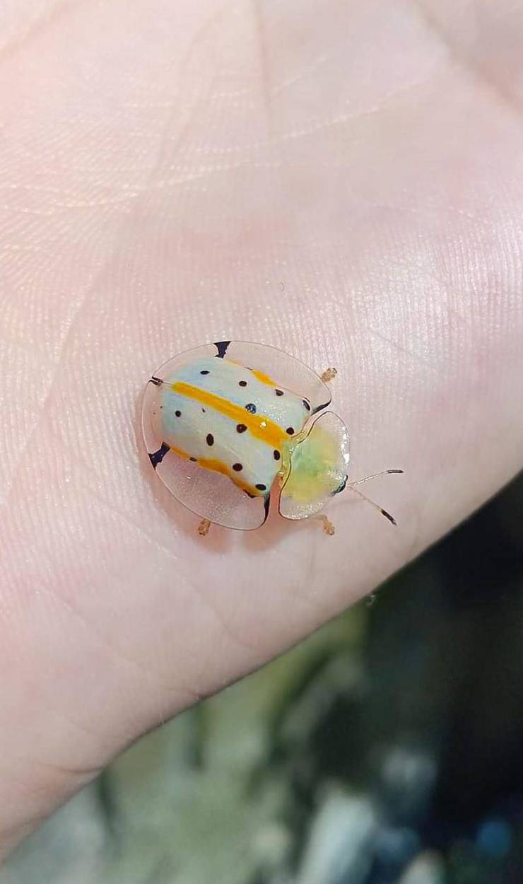 “The spotted Tortoise Beetle.”