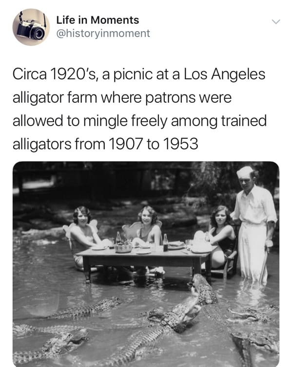 Alligators - Life in Moments Circa 1920's, a picnic at a Los Angeles alligator farm where patrons were allowed to mingle freely among trained alligators from 1907 to 1953