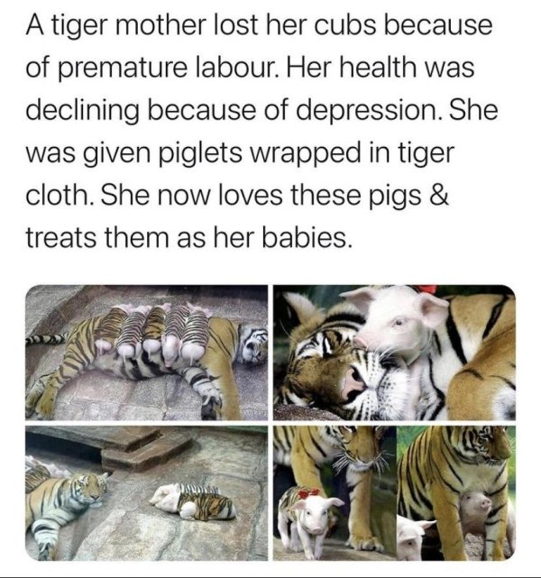 fauna - A tiger mother lost her cubs because of premature labour. Her health was declining because of depression. She was given piglets wrapped in tiger cloth. She now loves these pigs & treats them as her babies.