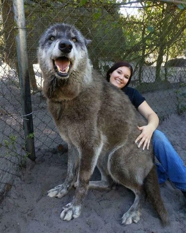 Biggest wolf, human for scale