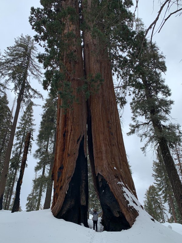 Recent trip to the Sequoias. Myself for scale.