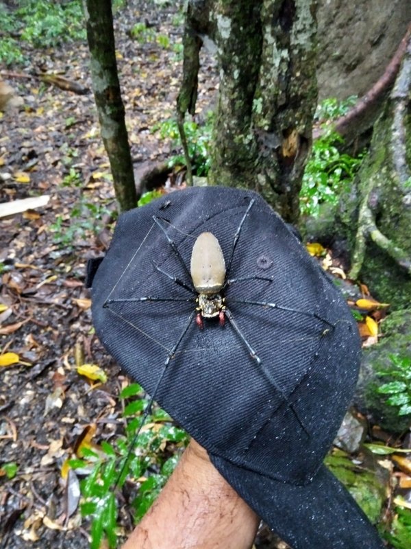 Female golden orb-weaver on a mates hat.