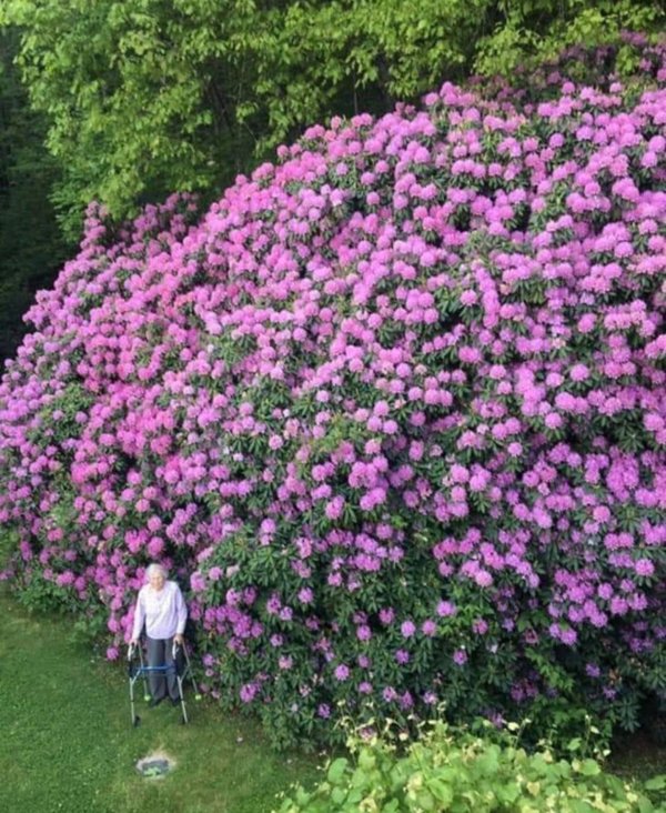 Hundred year old flower bush and the woman who planted it.