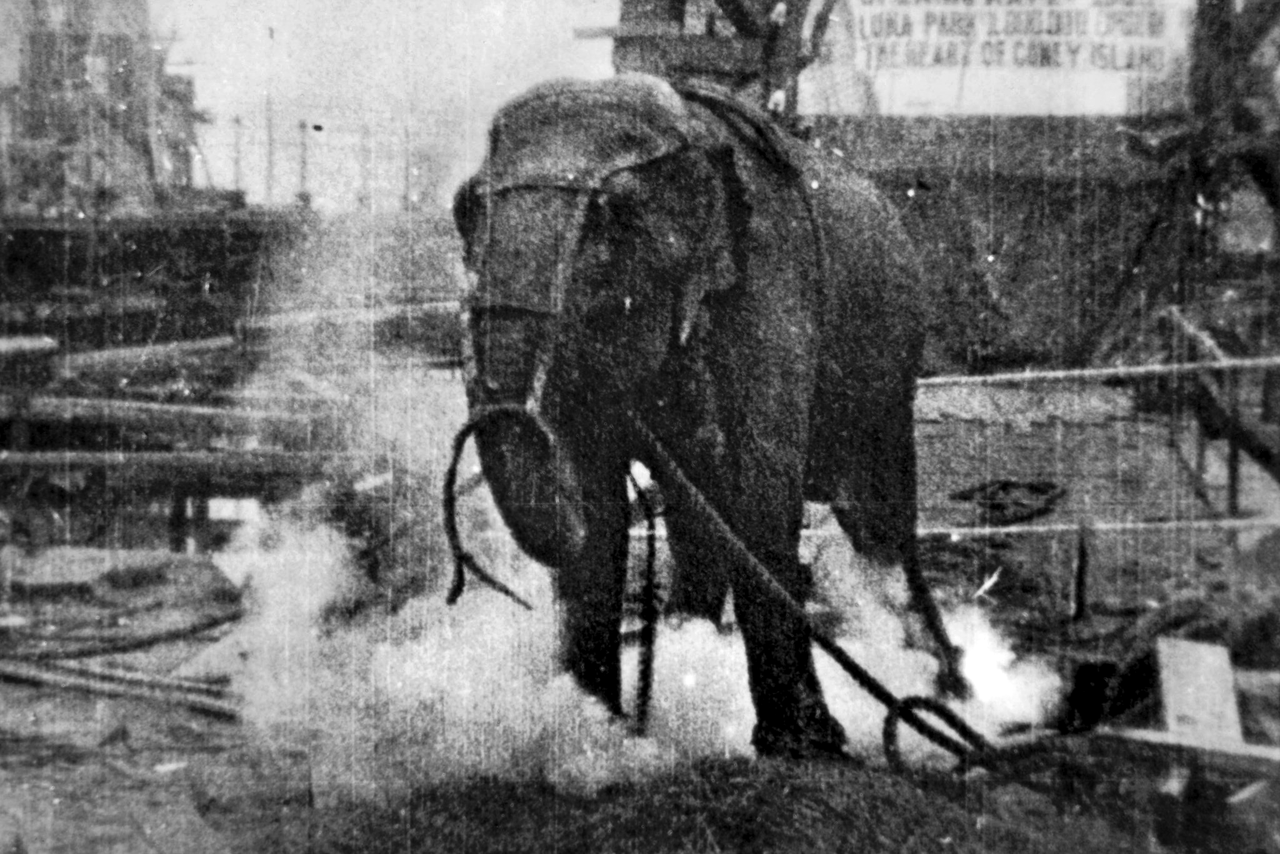 Topsy the elephant, whose execution via electrocution in 1903 was made into a short documentary film. Topsy was purchased from the circus by a Coney Island Amusement Park, but her owners found her unmanageable and decided to turn her death into a public spectacle.