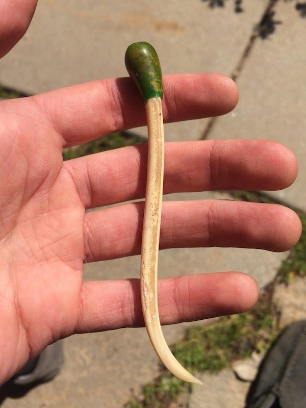 Weird small horn thing found crushed in the dirt in my driveway. What is this ?

A: A raccoon penile bone. Some people use them as good luck charms, like a rabbit foot.