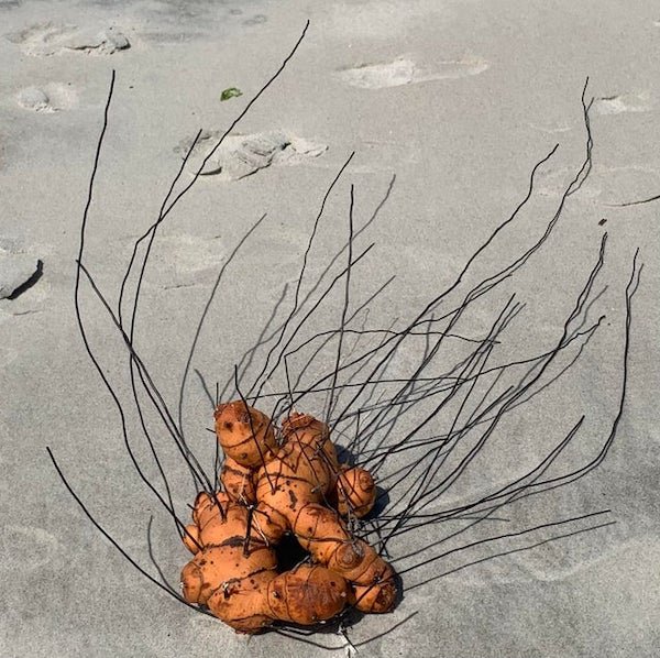 North Carolina- found on the beach. Weird ocean sweet potato?

A: Looks like it could be root stem of Smilax