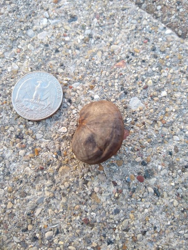 Wierd brown “pod?” Found in yard, southeastern Wisconsin. 2nd year that I’ve found one.

A: They’re a type of mushroom called a puffball. When they mature and dry up they shoot their dusty brown spores when disturbed