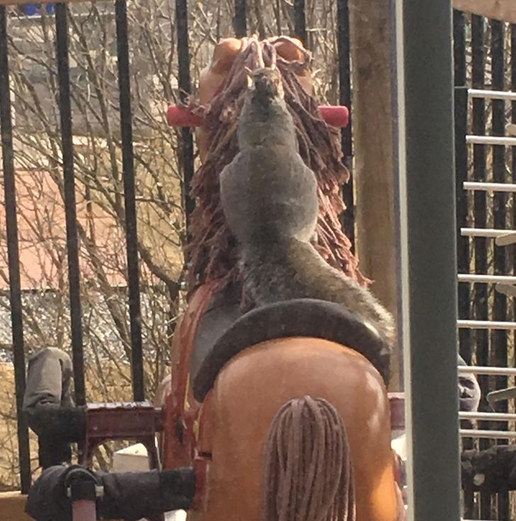 “Squirrel on my back deck riding a horse”