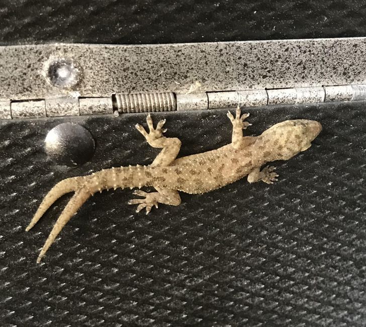 “Found this gecko with 2 tails in my mailbox.”