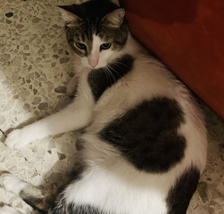 “My cat has a perfect heart-shaped spot on his belly.”