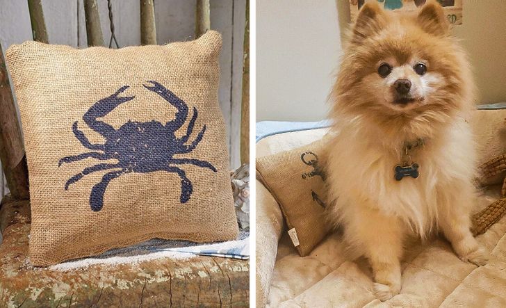 “The pillow on a chair in the ad vs the one I got for my 9-lb dog’s bed”