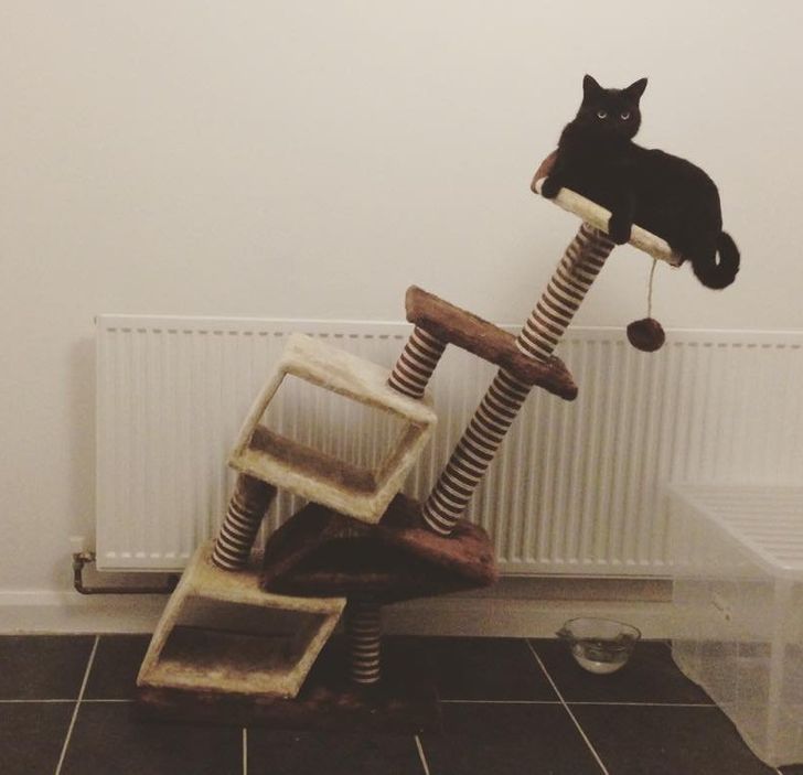 “Amazon did me wrong with this cat tree.”