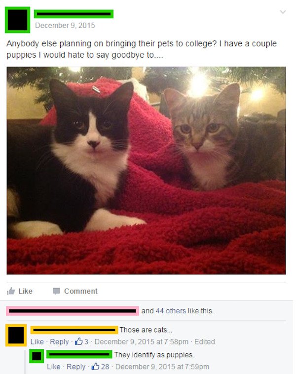 funny facebook posts - photo caption - Anybody else planning on bringing their pets to college? I have a couple puppies I would hate to say goodbye to.... Comment and 44 others this. Those are cats... at pm Edited They identify as puppies. at pm