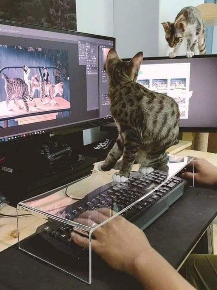 The perfect item for those of us who have cats and have to work on a computer