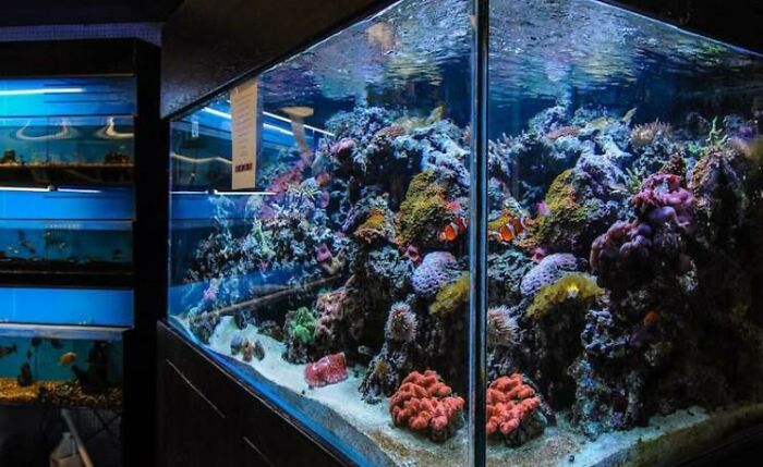 TIL A casino's database was hacked through a smart fish tank thermometer