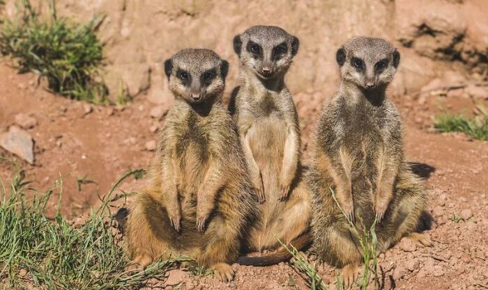 TIL that Meerkats are the most murderous animals on earth. 20% of all meerkats die at the hands of another meerkat.