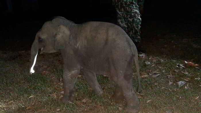 TIL that a baby elephant struck by a motorbike while crossing a road in Thailand survived after an off-duty rescue worker performed CPR on it. The man had worked in rescue for 26 years and performed dozens of CPR attempts on humans, but the elephant was the first victim he had ever managed to revive