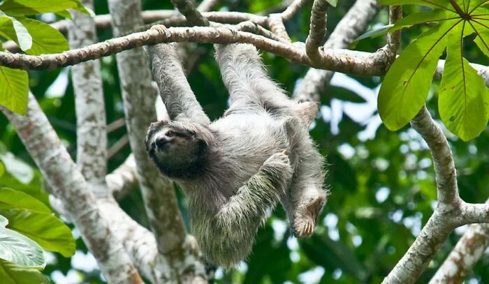 TIL evidence suggests that sloths grow algae in their fur and then eat it. This algae-farming is thought to be aided by moths that live in the fur, and whose growth the sloth actively promotes.