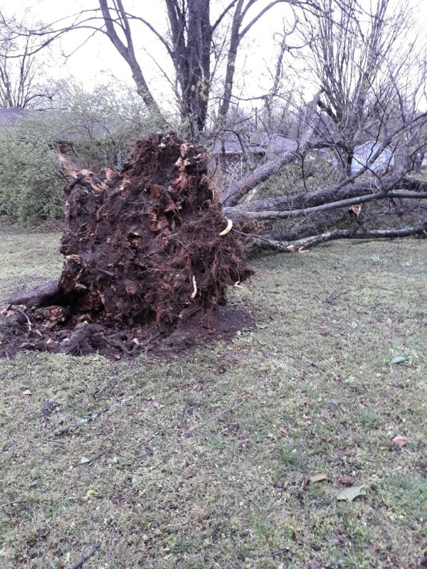 “Crazy storm uprooted our tree in the front yard, banana for scale.”