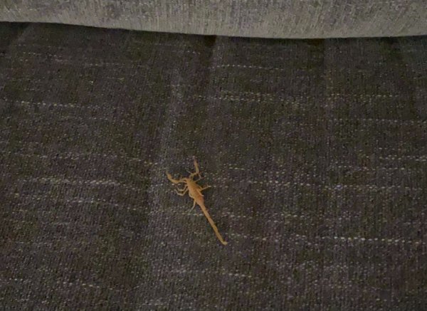 “Was chilling on the couch, then this guy fell on my head.”