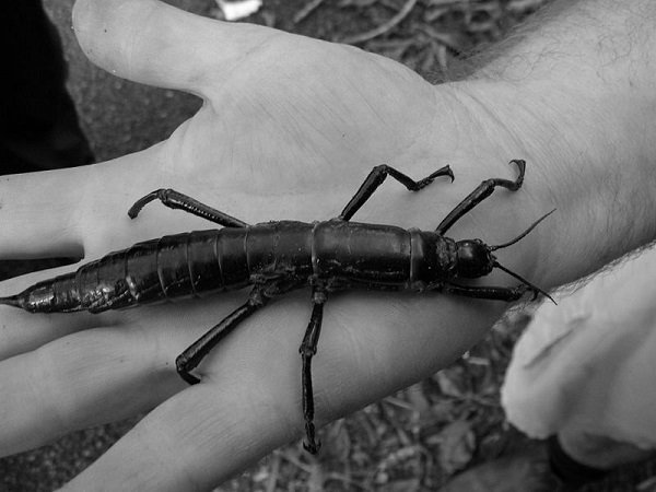 Dryococelus australis, otherwise known as the ‘Tree Lobster’ is an insect that can only be found on a small island off the coast of Australia.