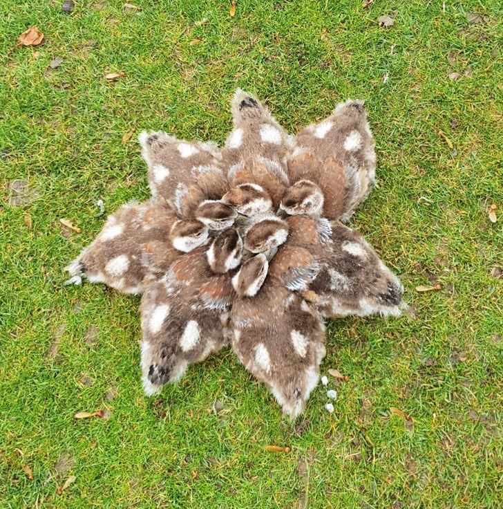 “Saw these ducklings cuddling because of the cold weather today.”