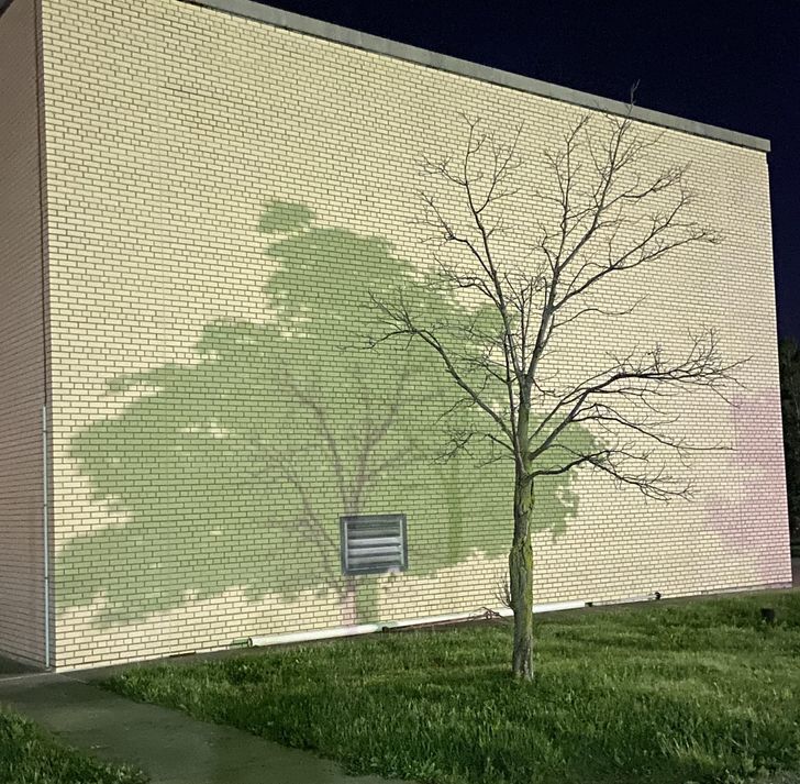 “This shadow from 2 different trees in my parking lot”