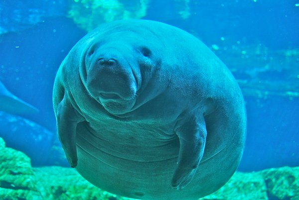 “Manatees have vaginas that are the most anatomically similar to humans. Manatees may also be the inspiration for myths about mermaids, beautiful half-fish women that lured sailors to their deaths. Connecting those dots have been mentally scarring.”