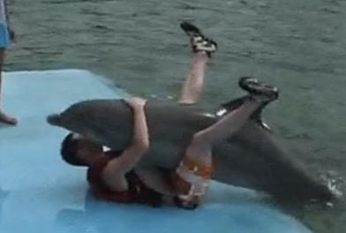 “That a dolphin committed suicide after falling in love with its handler that used to jerk the dolphin off.”