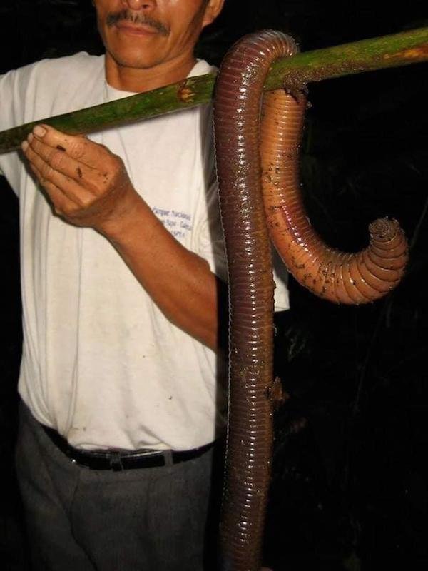 This Five foot Ecuadorian Earth Worm