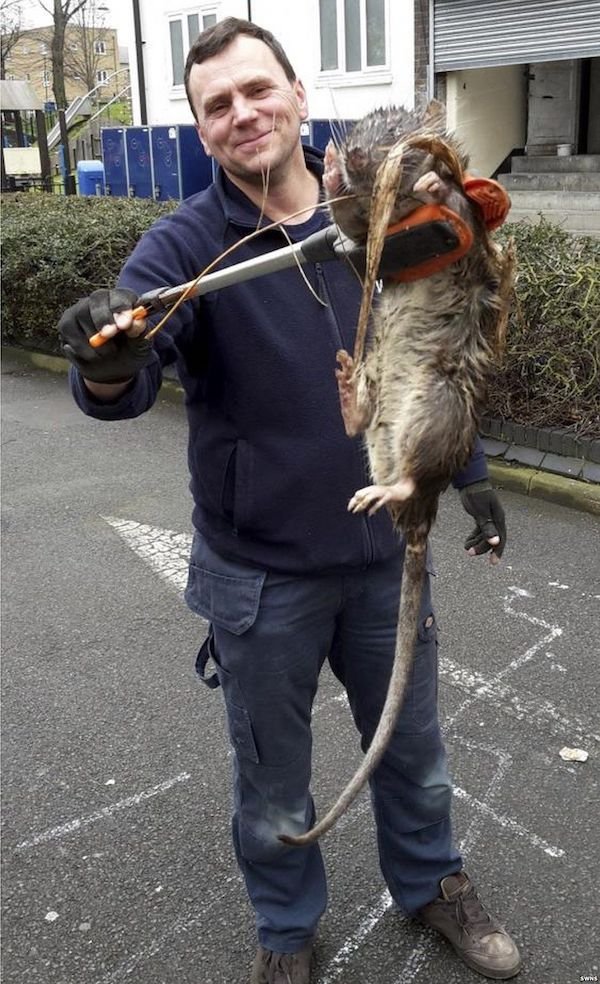 Mutant rat found in UK