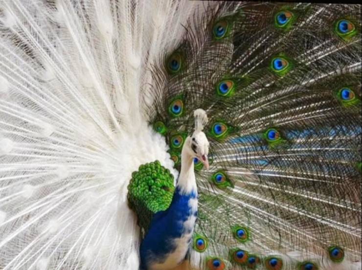 “A half albino peacock.”