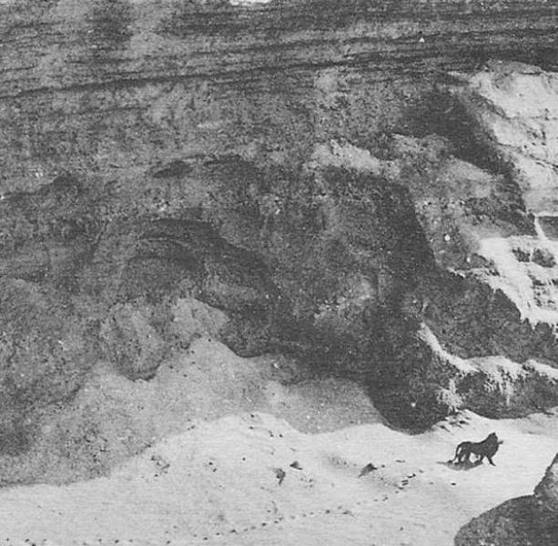 “A lion seen in the Atlas Mountains, during a flight on the Casablanca-Dakar air route. The photograph taken by Marcelin Flandrin in 1925 is the last visual record of a wild ‘Barbary’ lion of North Africa.”