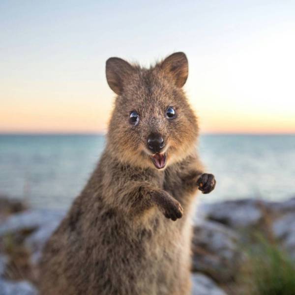 “Meet the Quokka, the happiest animal on the internet.”