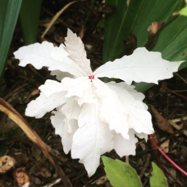 “I found a baby albino oak in my garden some years ago, and realized that plants can be albinos too, but they do not live long since they cannot photosynthesize.”