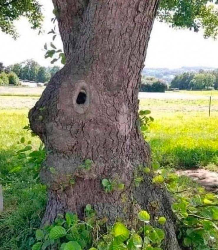 “The Bunny Tree.”