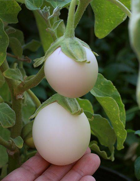 “In the 1700s, early European versions of eggplant were smaller, and yellow or white. They looked a bit like goose or hen's eggs, which led to the name “eggplant."”