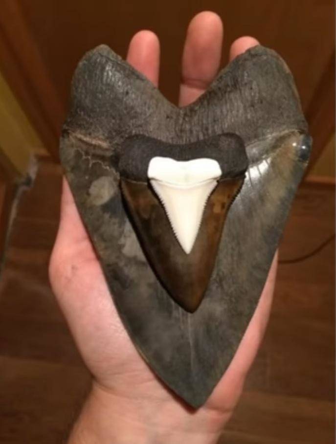 “Modern day great white shark teeth Vs ancient great white shark teeth Vs megaladon teeth.”