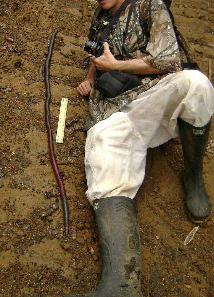 “Giant Gippsland earthworm.”